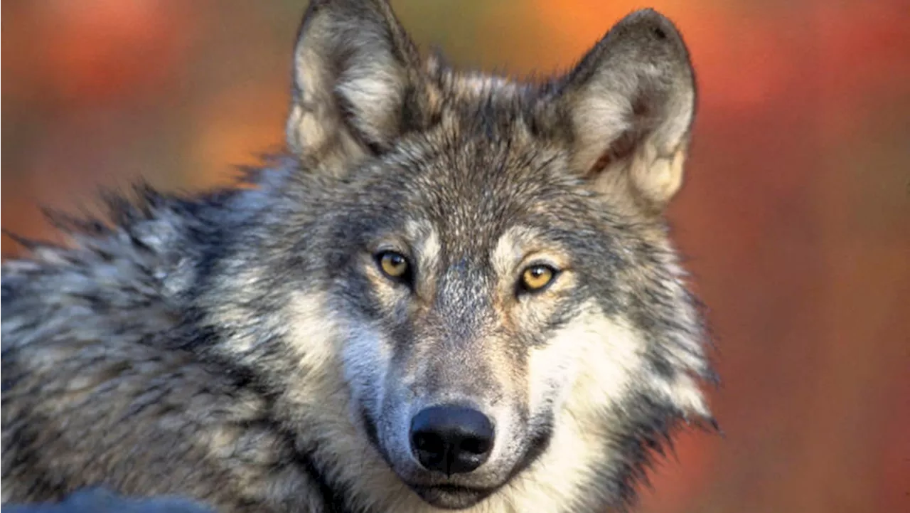 U.S. House votes to remove wolves from endangered list in 48 states