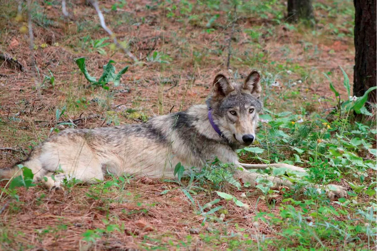 House passes Boebert-led bill removing gray wolf from endangered species list