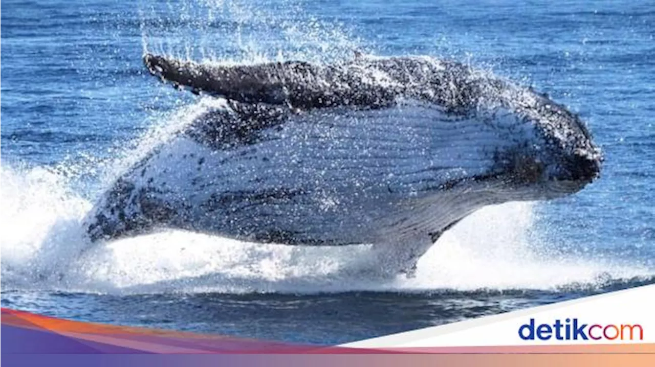 Apakah Ikan Nun yang Menelan Nabi Yunus Sekarang Masih Ada?