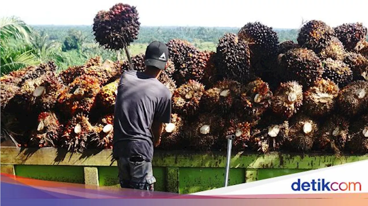 RI Ditargetkan Bisa Produksi 50 Juta Ton Sawit Pada 2025