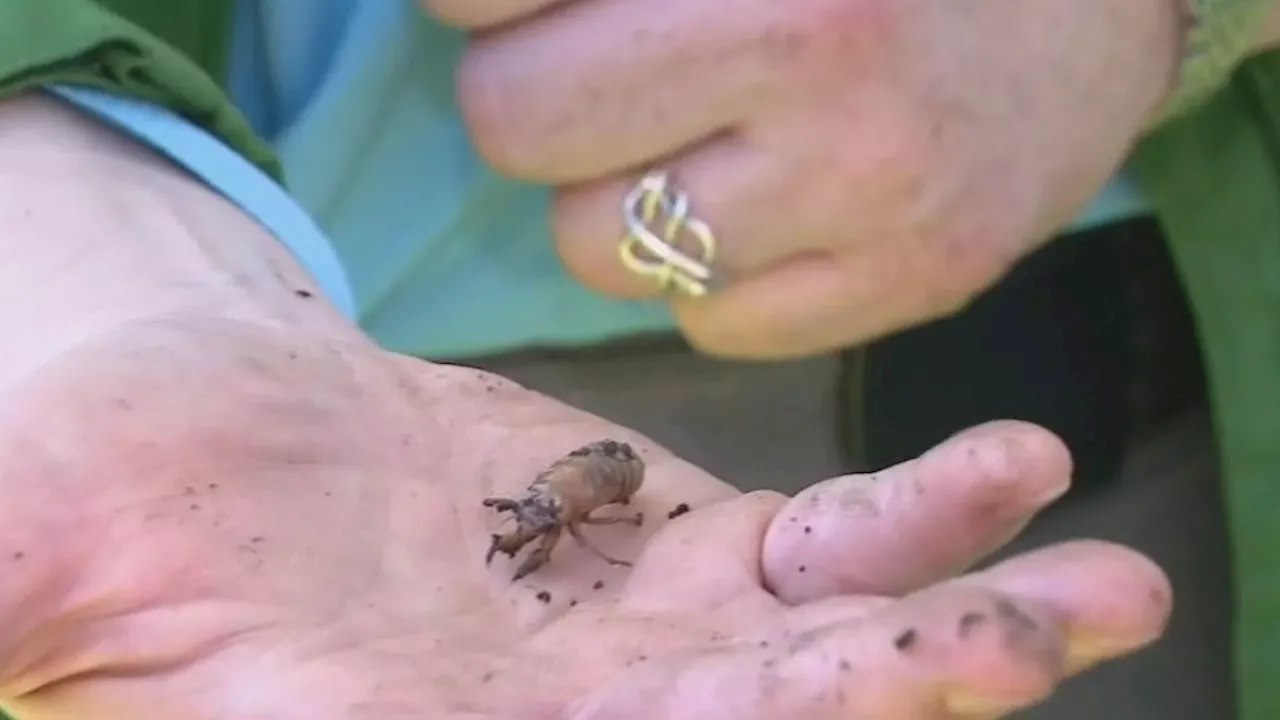 Cicadas in Chicago: Evidence at Morton Arboretum shows they're here