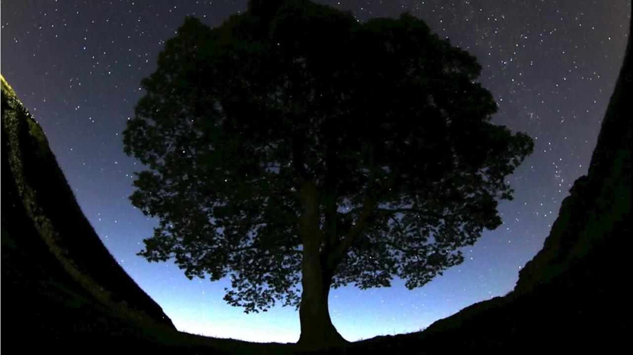 2 men are charged with cutting down famous 150-year-old tree near Hadrian's Wall in England