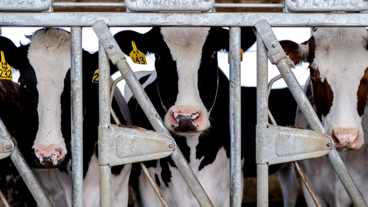 Bird flu could spread to cows outside US, head of WHO flu program says