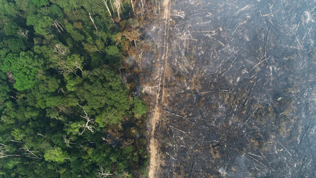 Com mais de 17 mil focos, Brasil registra recorde de queimadas em 2024