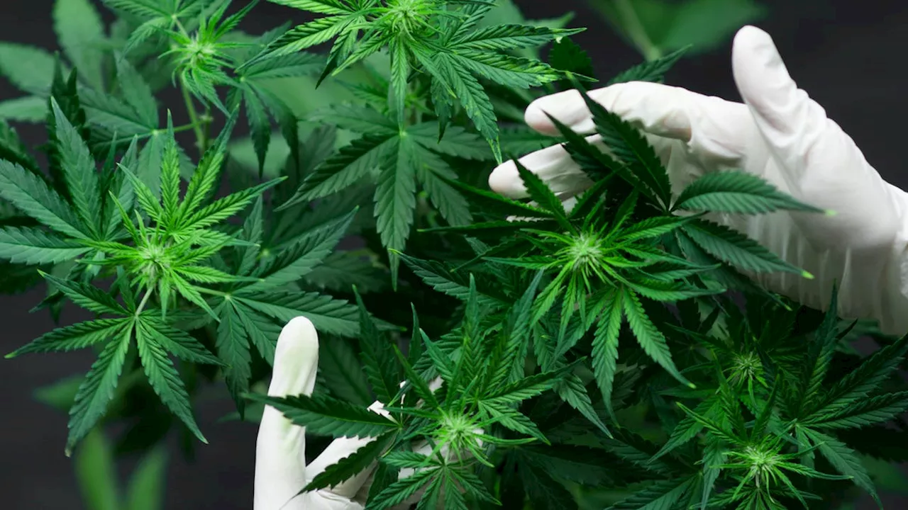 Report: DEA Plans to Reclassify Cannabis as Less Dangerous