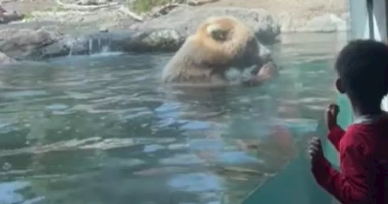 Kids watch in shock as bear devours ducklings, one by one, at Seattle zoo