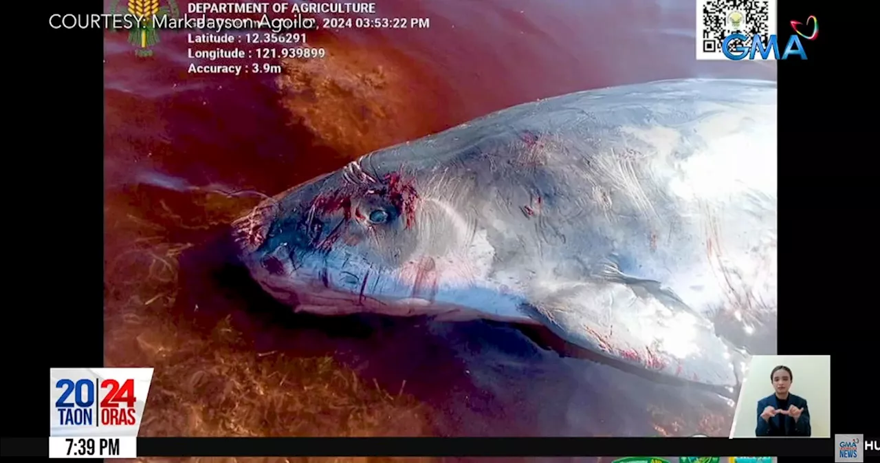 Dead whale found in Romblon waters