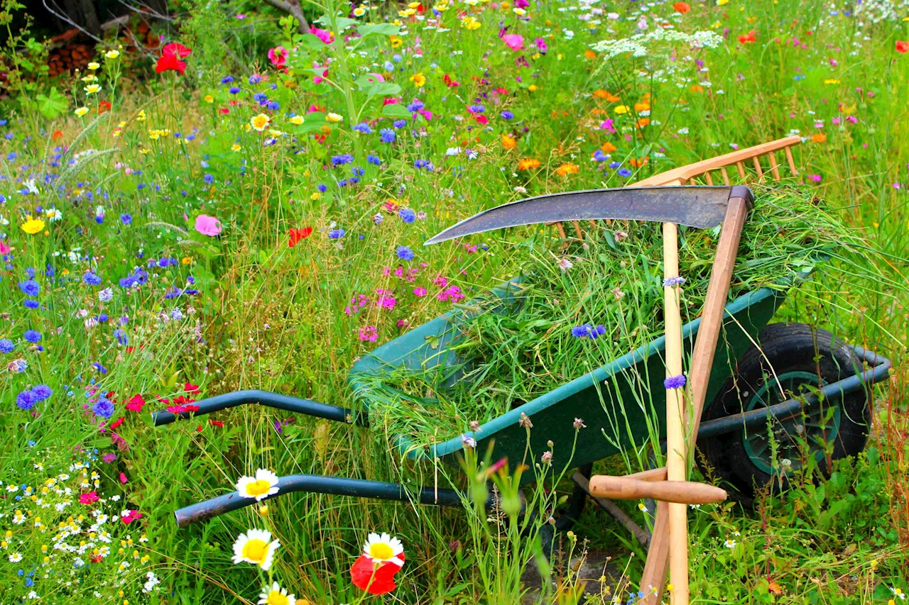 Faul sein lohnt sich: Warum dein Garten im Mai wild wachsen sollte