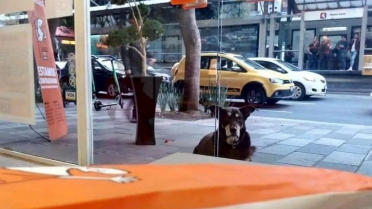 Perrito conmueve las redes al esperar afuera de pizzería de la CDMX por un poco de comida