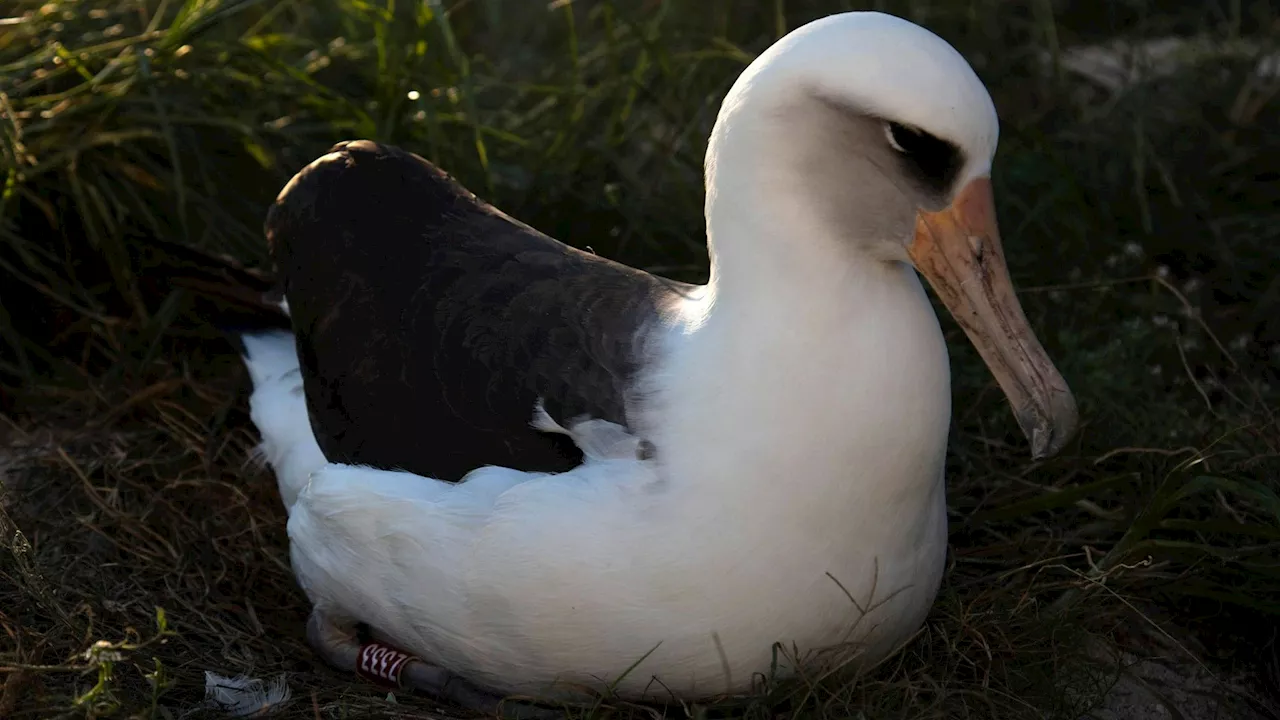 Älteste Vogeldame der Welt sucht mit 72 neuen Partner