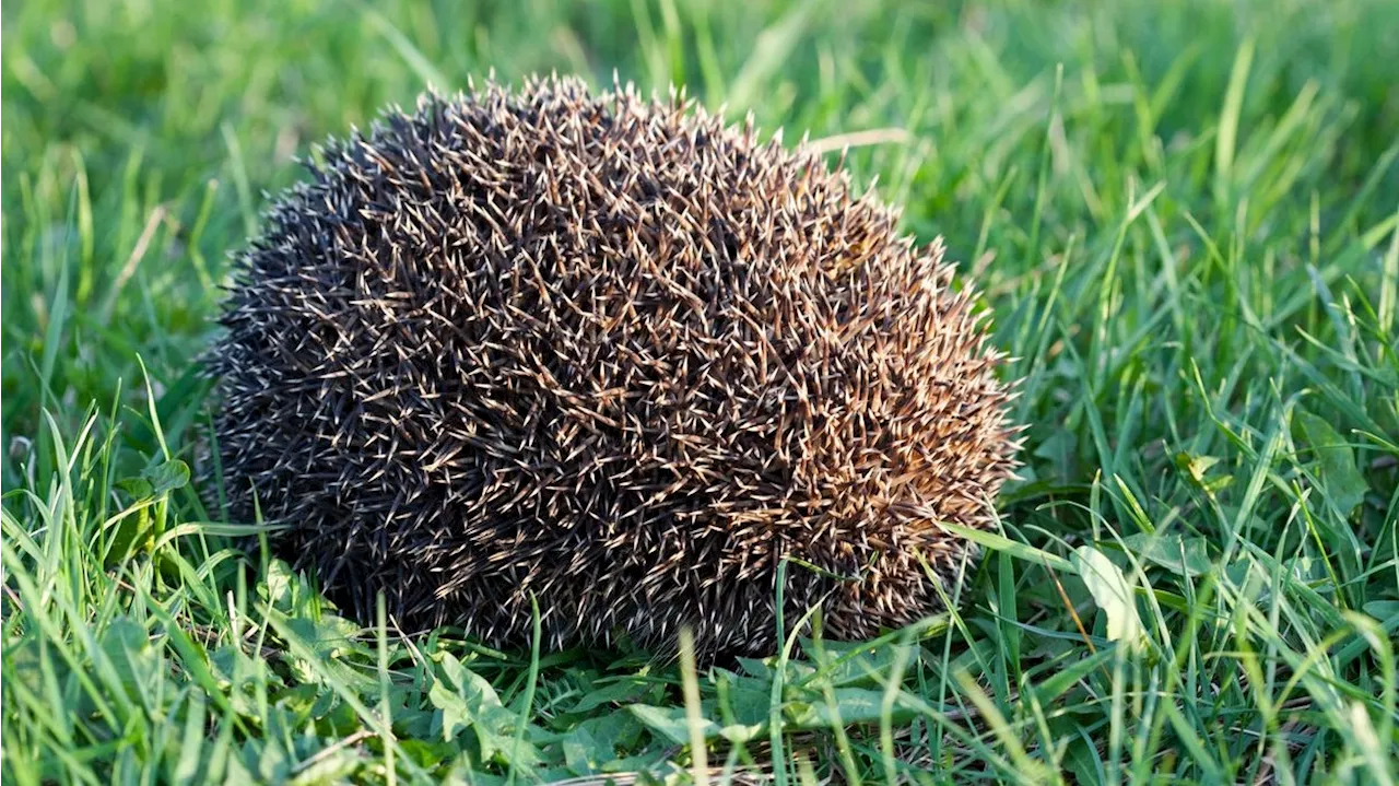 Kinder spielen mit Igel Fußball – Erwachsene schauen zu