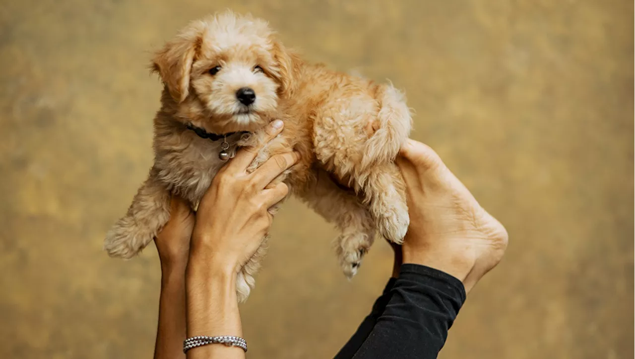 Il Ministero della Salute sul 'puppy yoga': è illegale utilizzare i cuccioli di cane