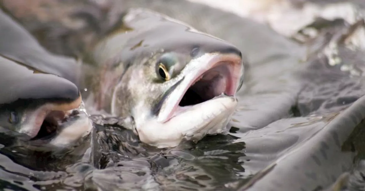 Fintan O'Toole: Catastrophic decline of wild Irish salmon is another of the slow scandals of Irish life