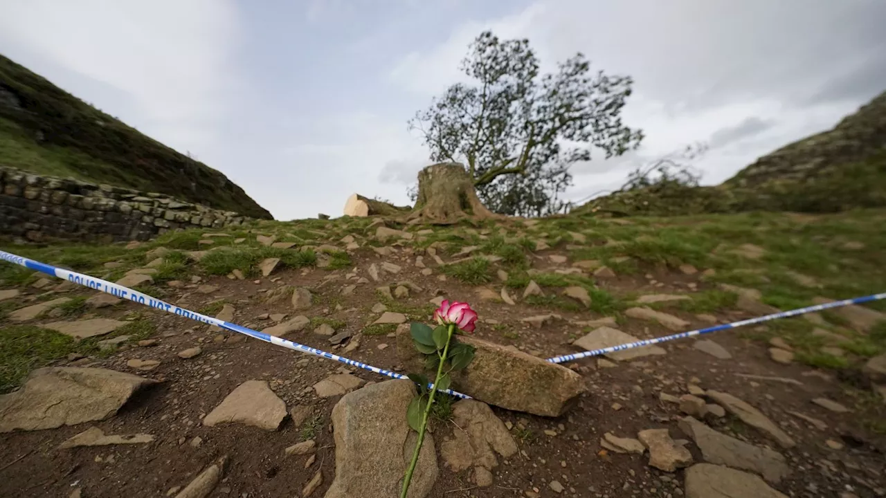 Two men charged in connection with felling of Sycamore Gap tree in Northumberland