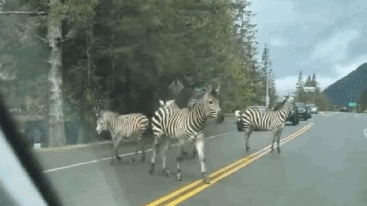 Zebras soltas em estrada mobilizam moradores e polícia de Washington em força-tarefa; vídeo