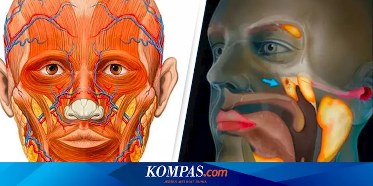 Ilmuwan Tidak Sengaja Temukan Organ Baru di Tubuh Manusia