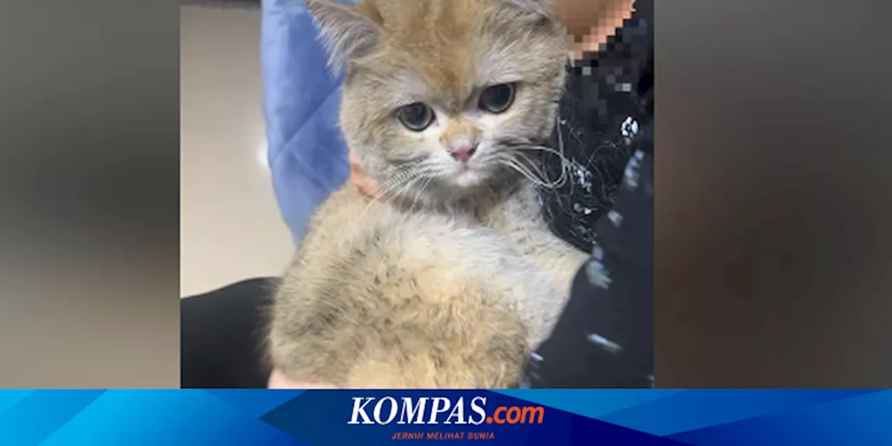 Kucing di China Nyalakan Kompor dan Picu Kebakaran, Dipaksa 'Kerja' untuk Bayar Kerugian