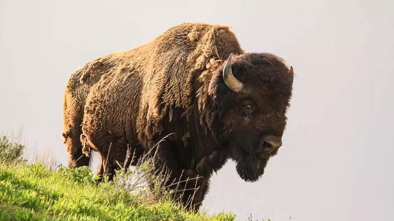 Idaho Falls man kicks Yellowstone bison and goes to jail, say park officials