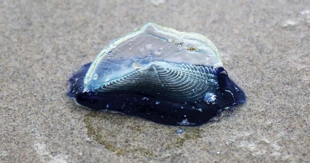 Return Of Velella Velella