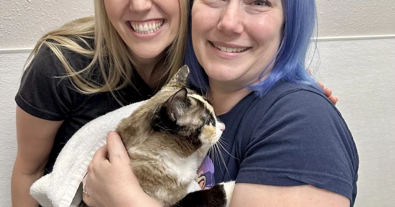 Trapped in an Amazon return box: One Utah cat's mistaken journey to California