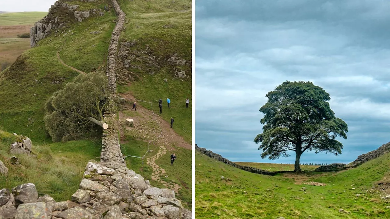 Two men charged in connection with felling of iconic Sycamore Gap tree