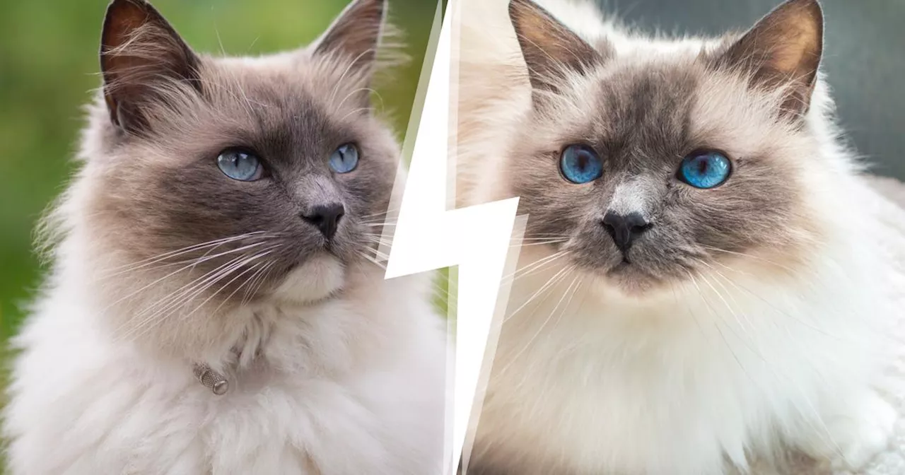 Sacré de Birmanie ou Ragdoll : comment les différencier ?