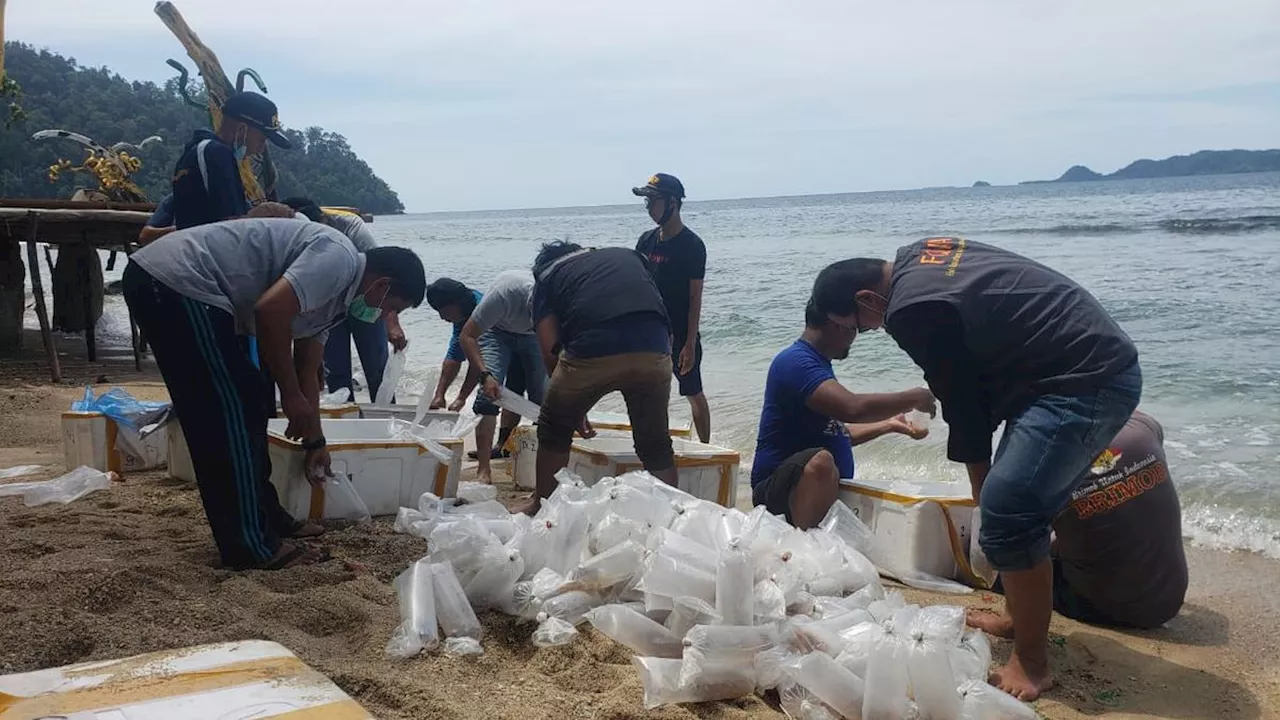 Canggih, Modus Penyelundupan Benih Lobster Indonesia ke Vietnam