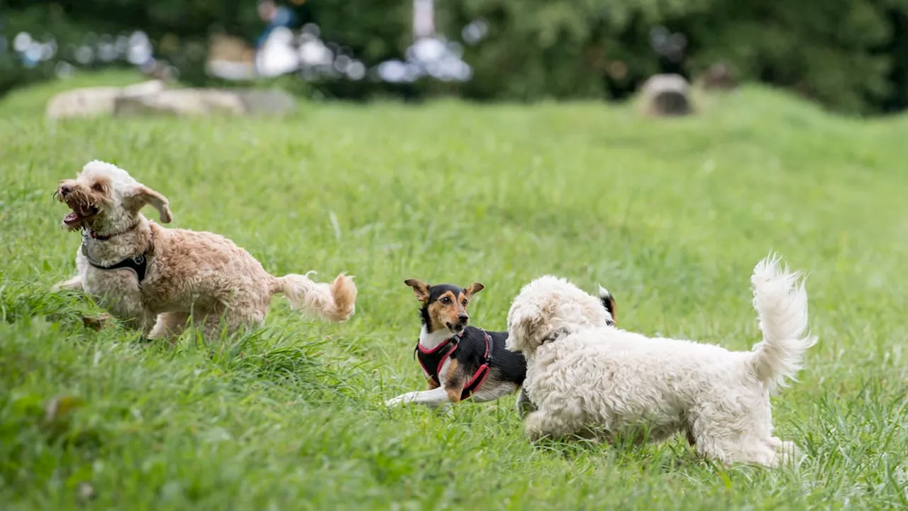 Unbekannte platzieren Giftköder – Gemeinde bittet Hundehalter vorsichtig zu sein