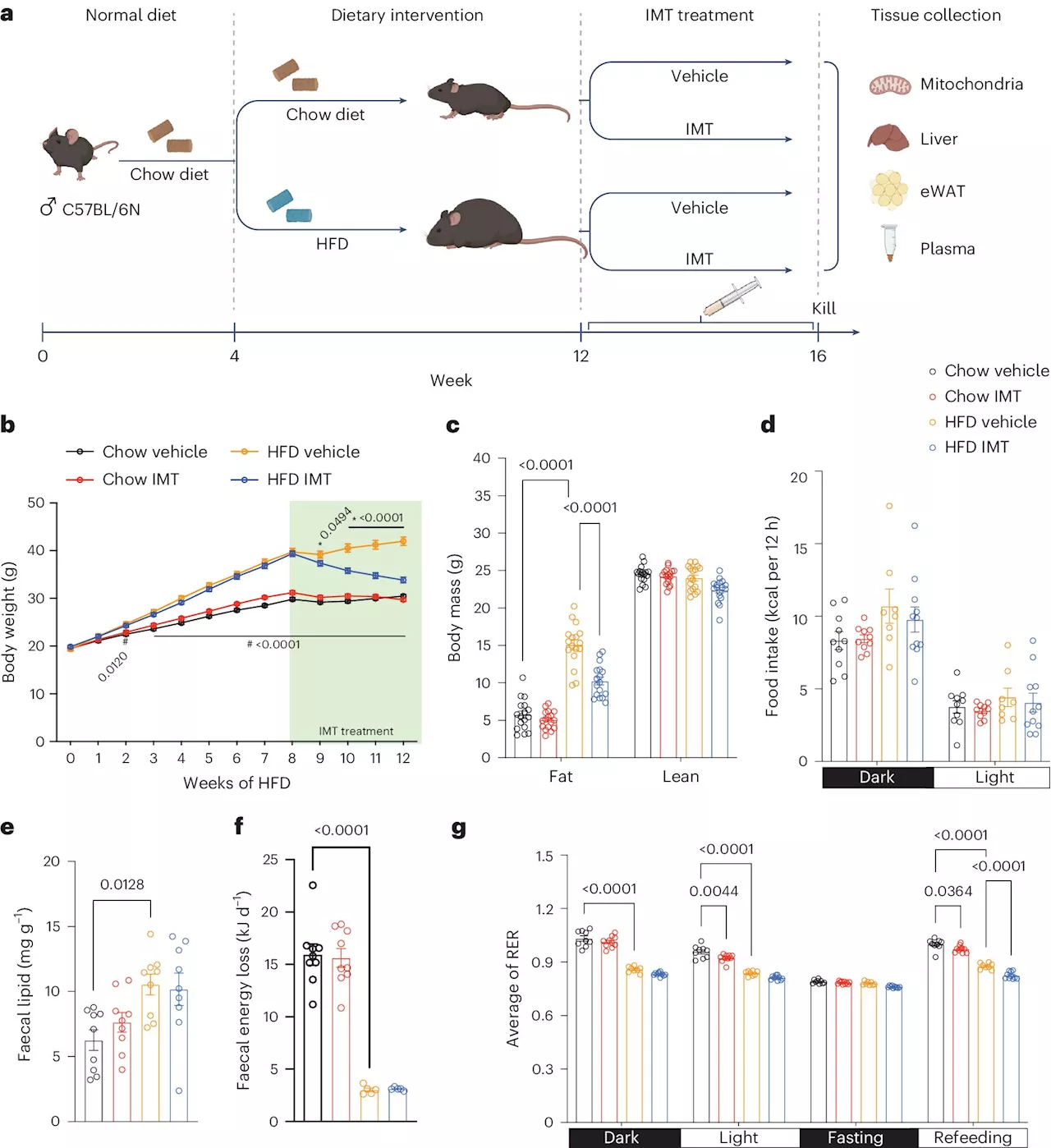 New drug candidate reverses obesity in mice