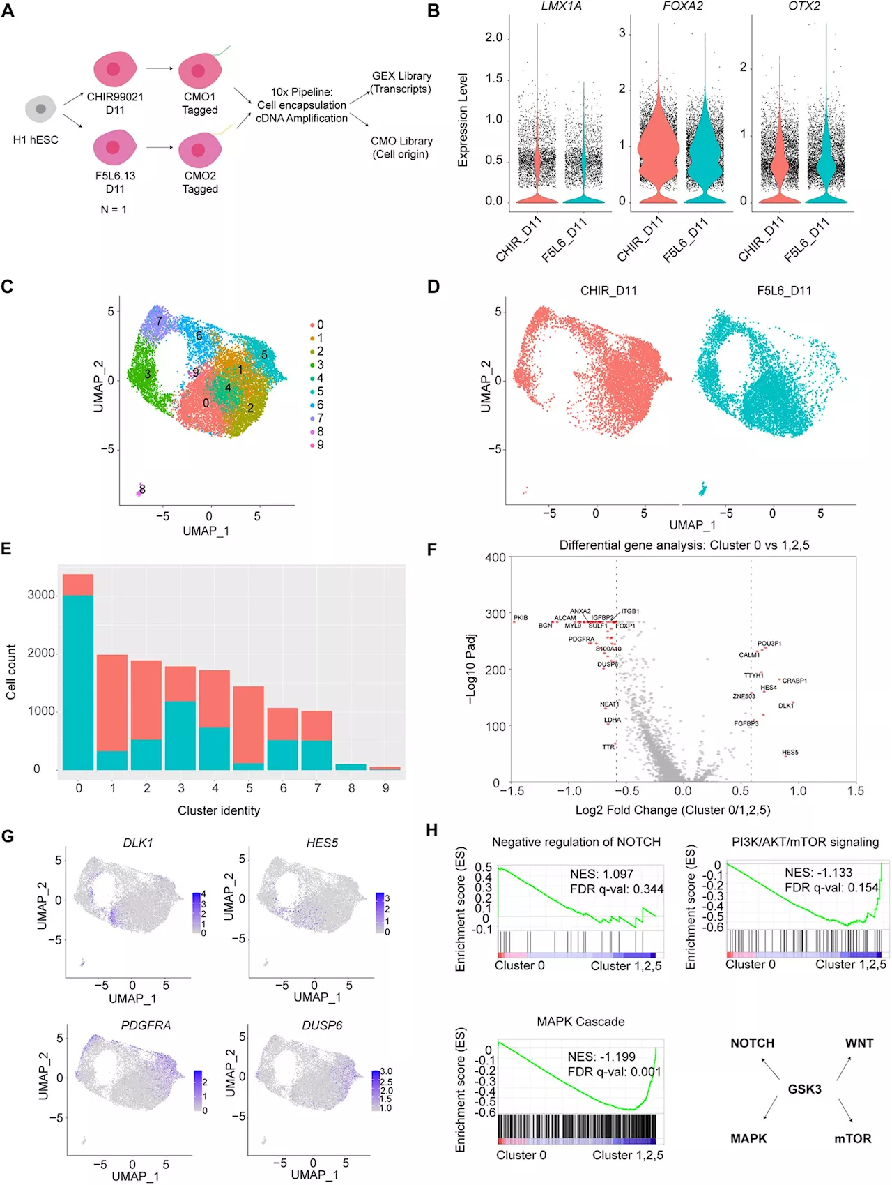 Researchers target neurogenesis in new approach to treat Parkinson's disease