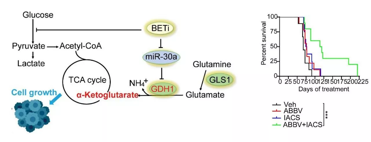 Study finds targeting BET and OXPHOS causes synthetic lethality in liver cancer