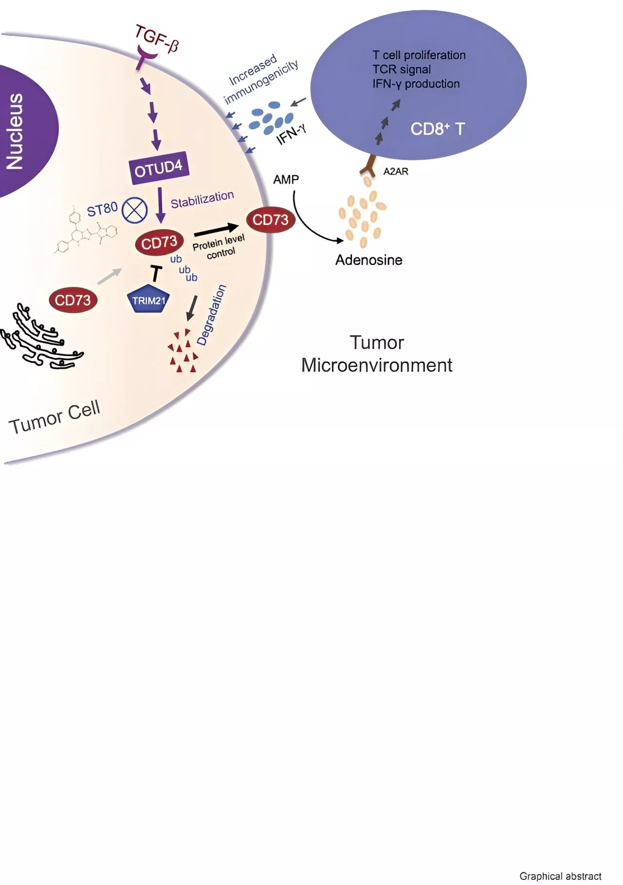 Targeting protein interactions may boost antitumor immunity in breast cancer