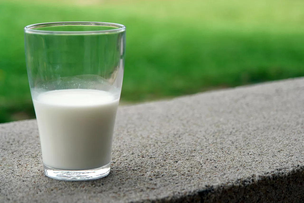 US has found H5N1 flu virus in milk—here's why the risk to humans is likely low