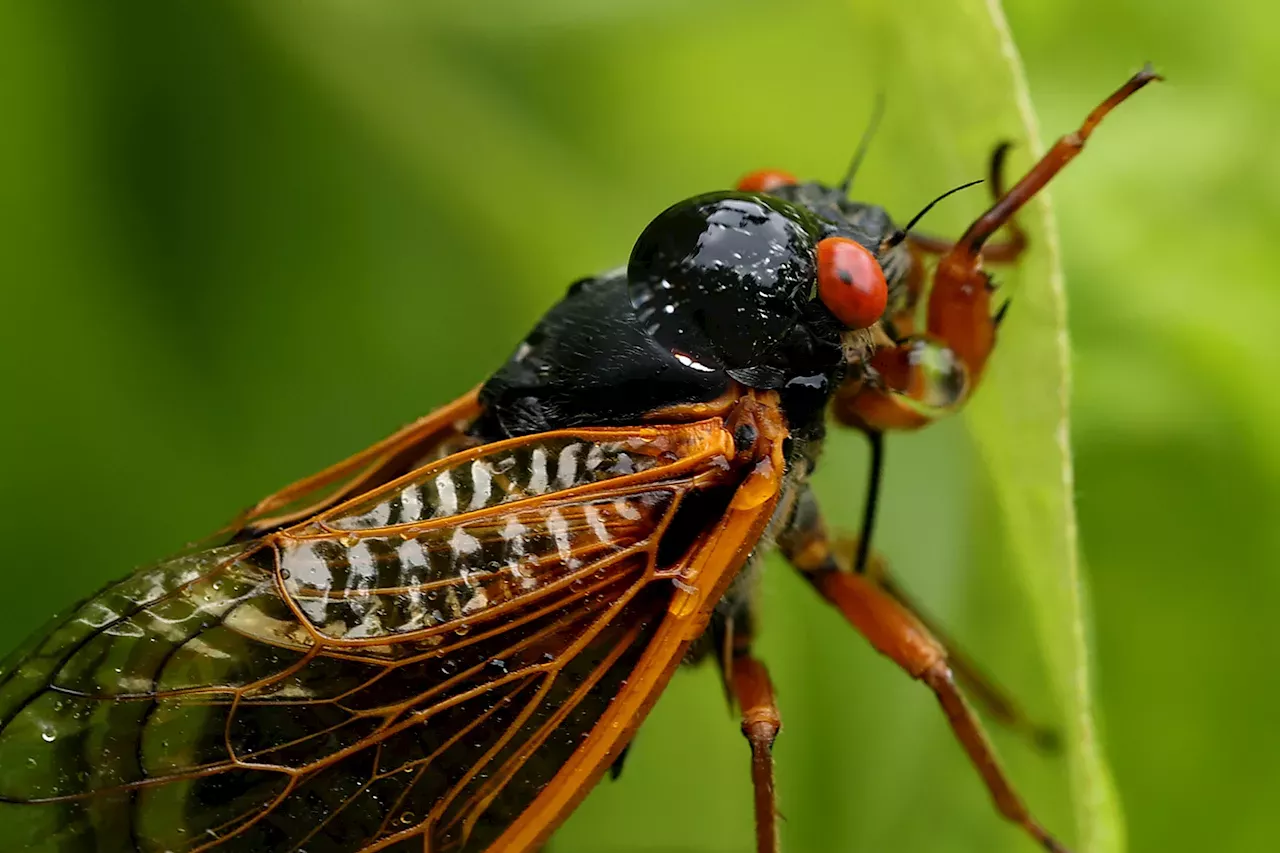 Cicadas are starting to emerge in Illinois. Here's a map of where to