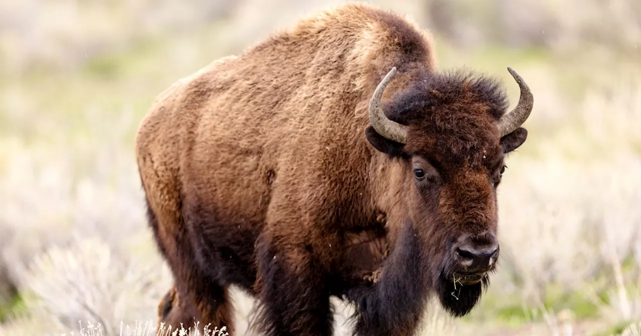 Man accused of kicking bison at Yellowstone, arrested on alcohol charge