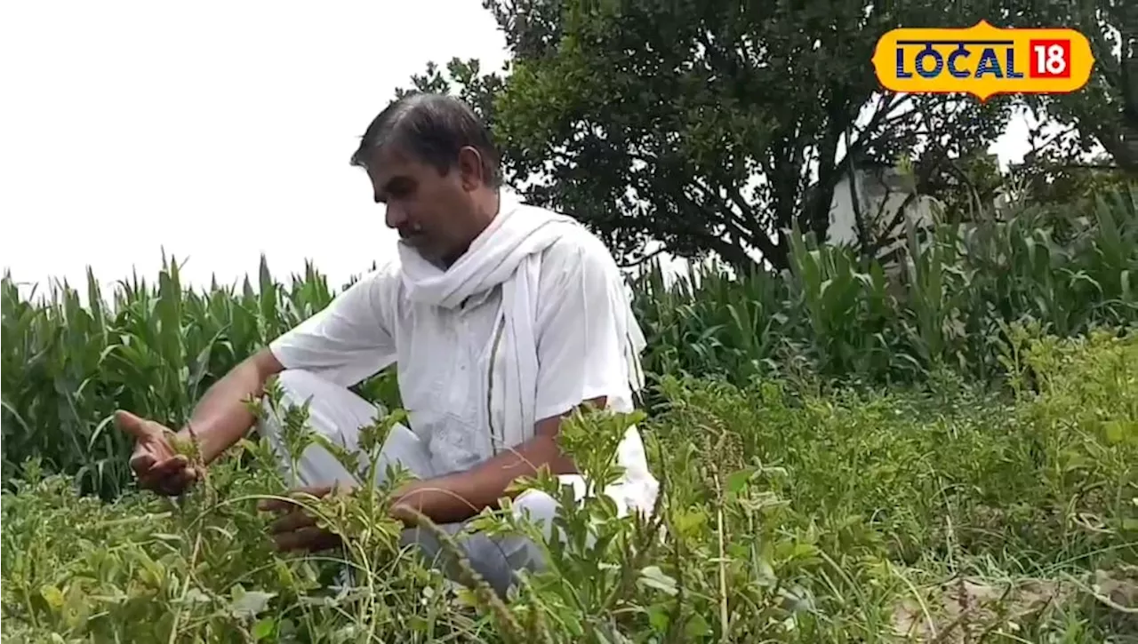 किसानों के लिए अमृत है ये देसी कीटनाशक, खेत को हरा-भरा रखने के अलावा बंपर पैदावर में भी सहायक