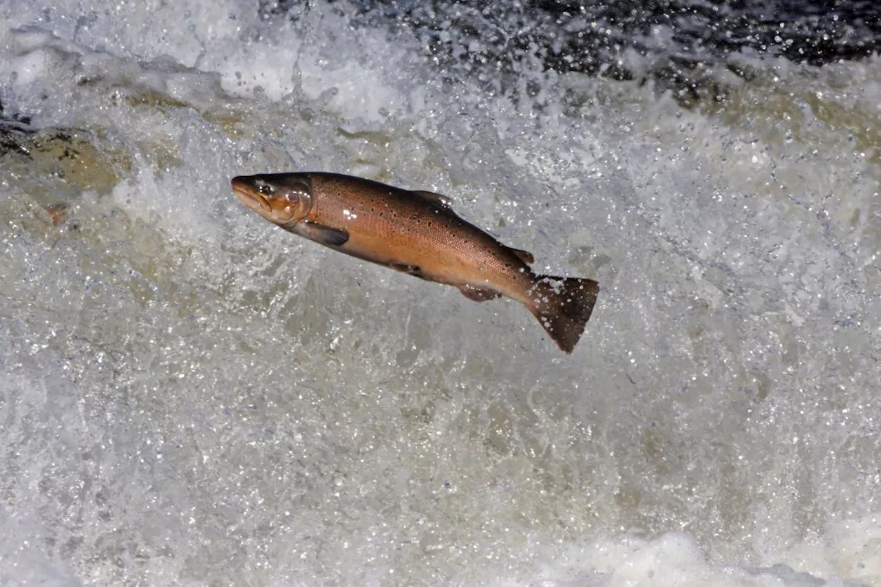 Irish salmon population down by 90%