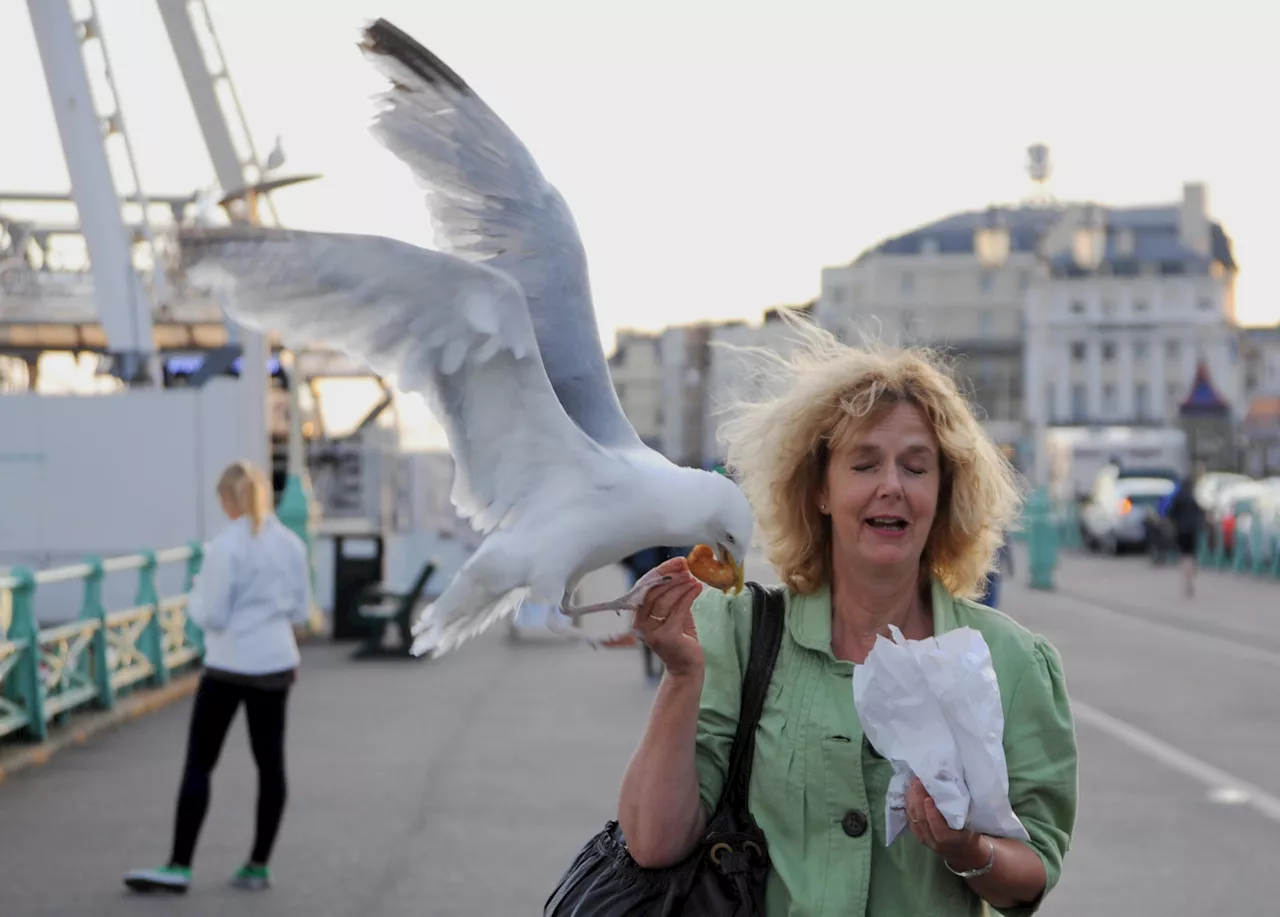  Why seagulls get more aggressive in spring