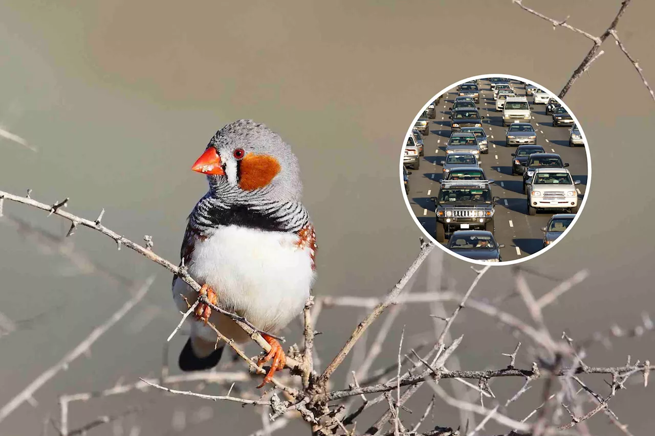 'Alarm Bells' as Scientists Discover Threat to Birds