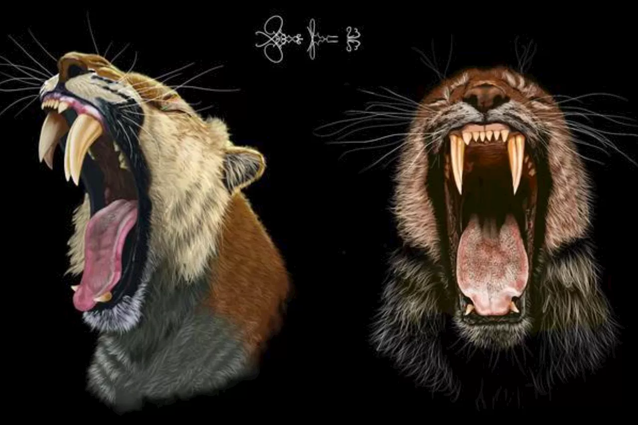 Saber-Toothed Tigers' Skulls Reveal How They Grew Their Fangs