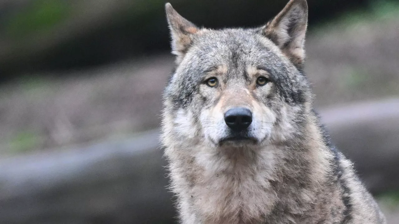 Bestätigter Wolfsriss in Gresten-Land