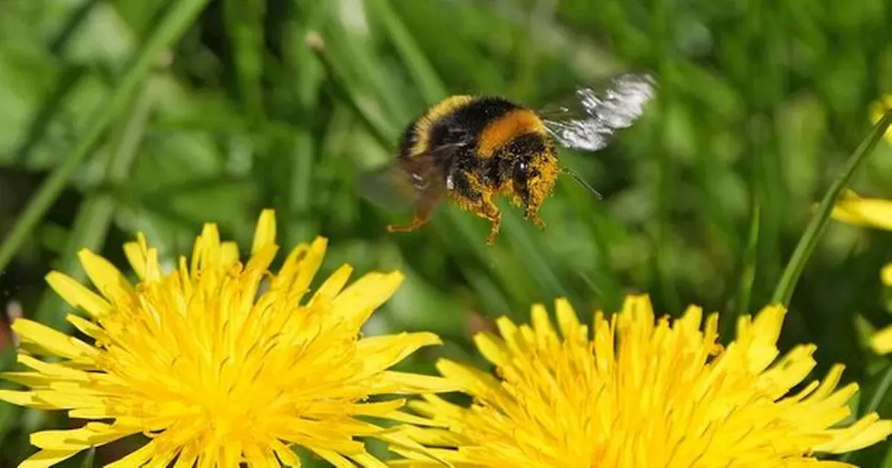 Gardeners 'banned' from getting rid of dandelions until July date