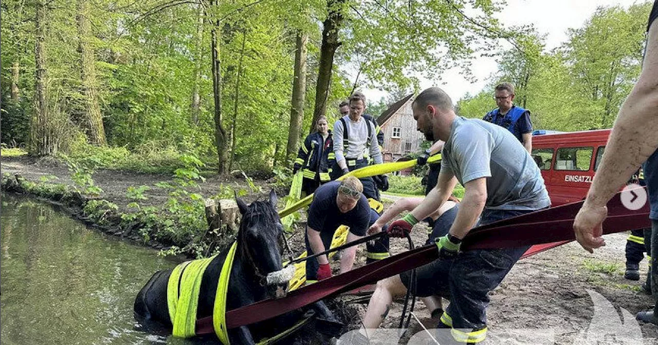 Ungewöhnlicher Notfall im Kreis Gütersloh: Feuerwehr rettet hilfloses Pferd aus Bach