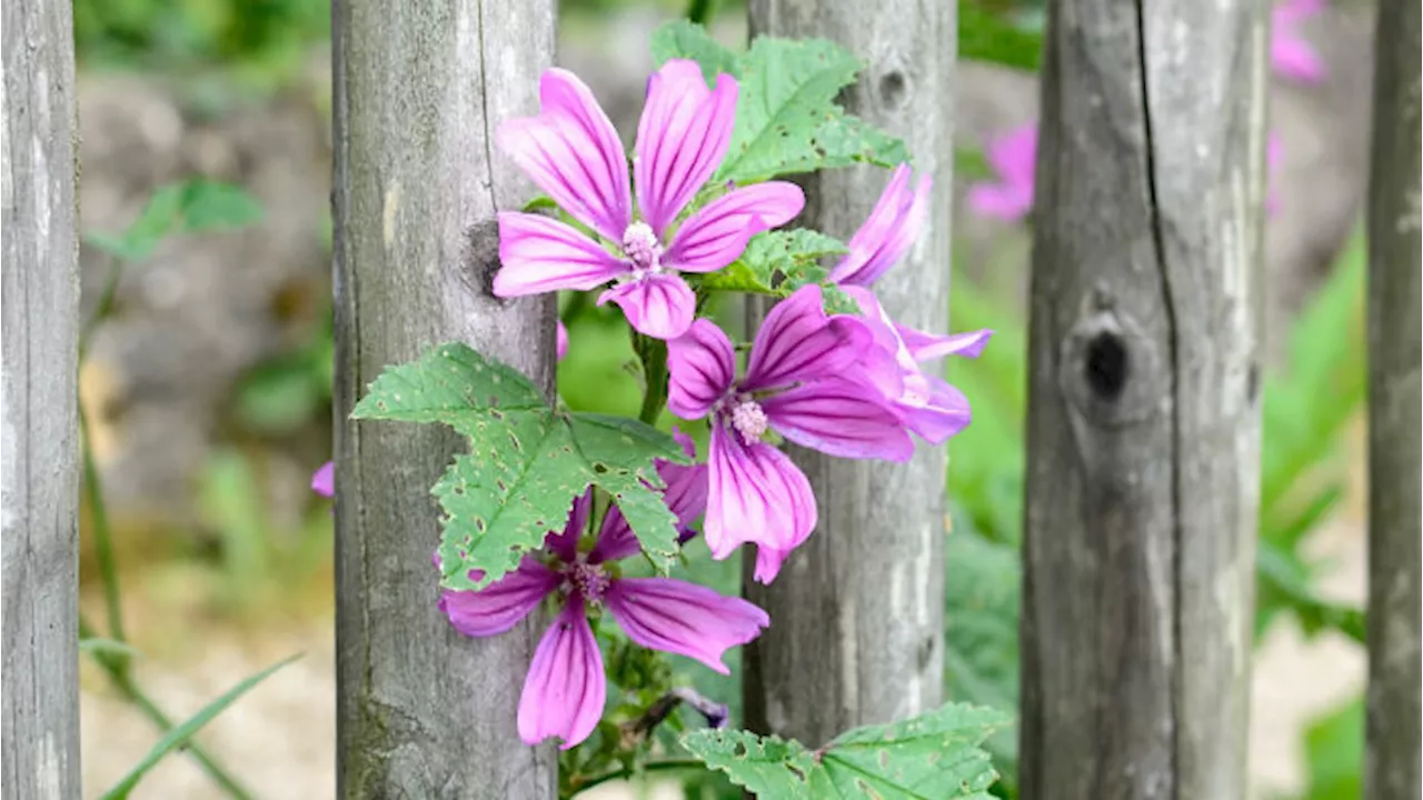 Bocca infiammata: prova con la malva