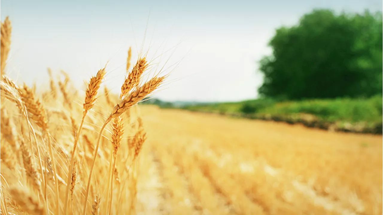 Grano canadese: è meno sicuro di quello italiano?