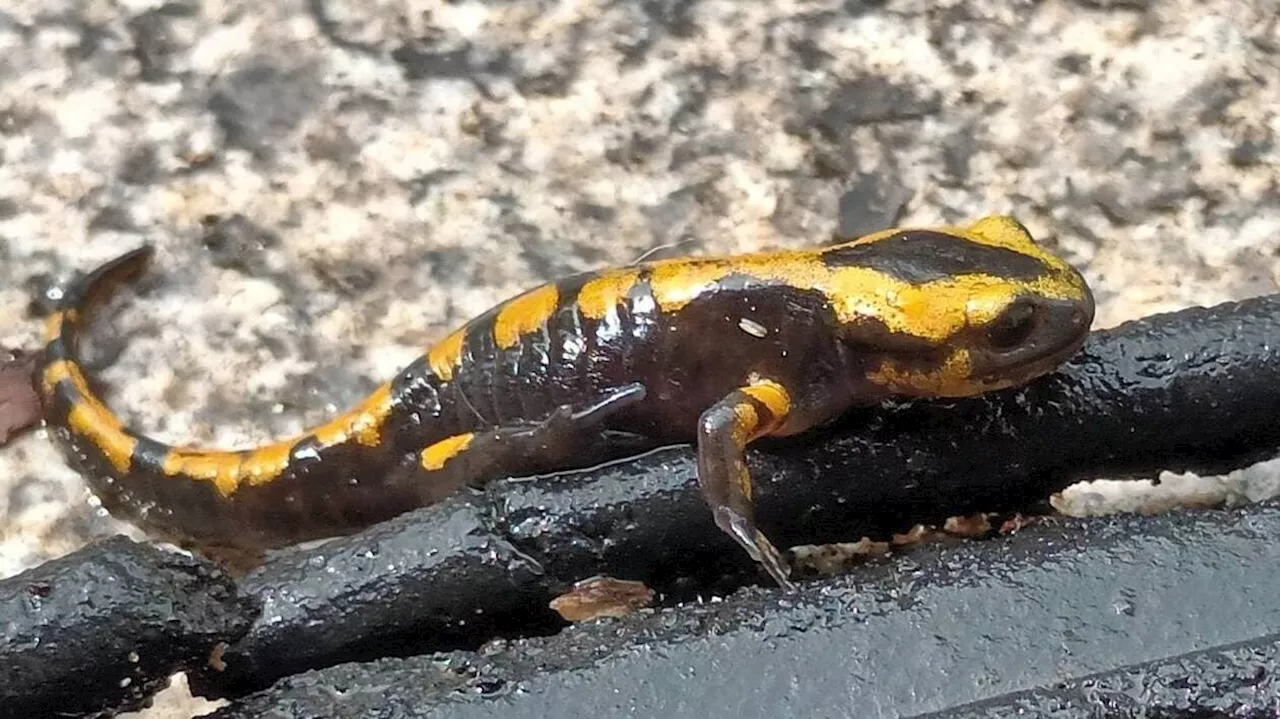 Une salamandre découverte au village du Four à Savenay