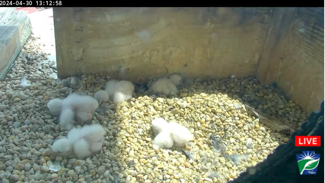 Peregrine falcons’ eggs have hatched in Harrisburg: Here’s how to see the chicks