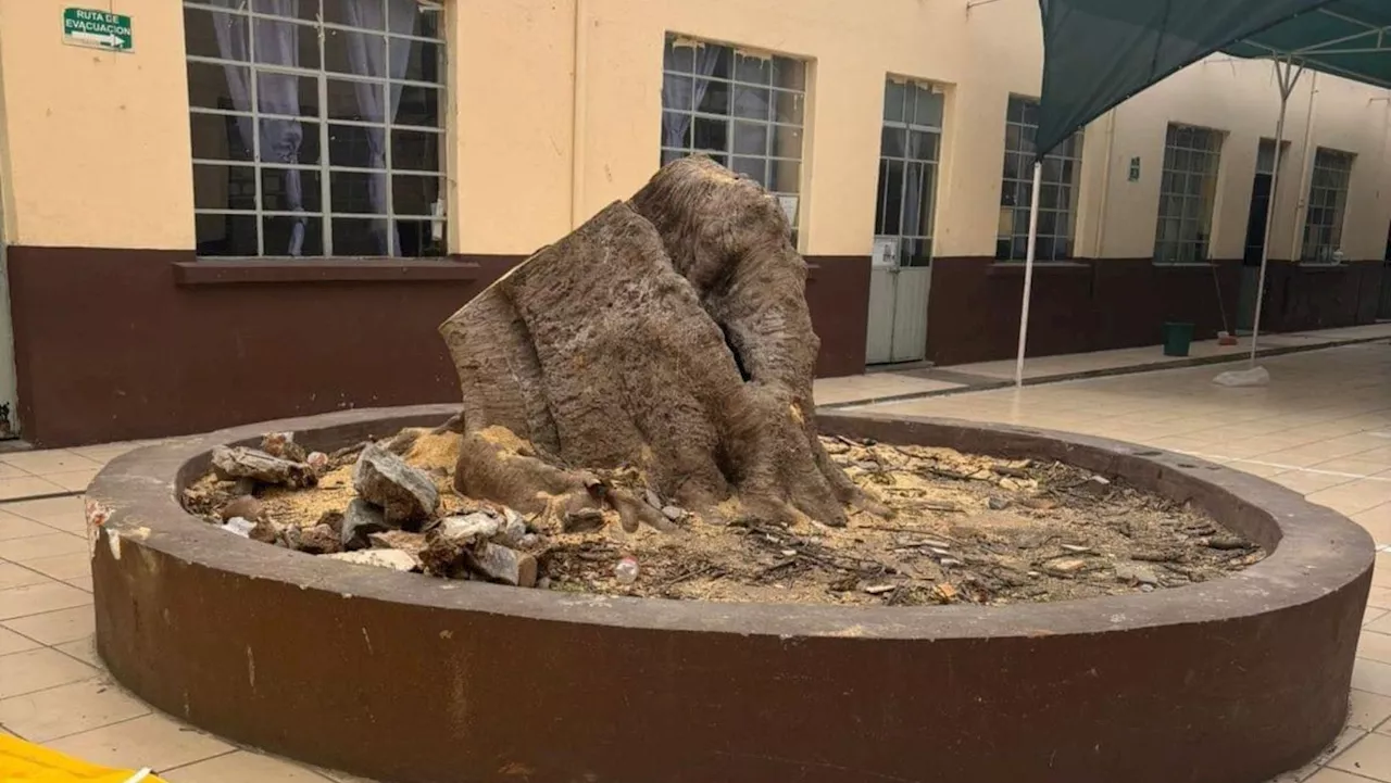 Multarán a responsables de talar sin permiso árbol de tabachín en Celaya, ¿cuánto pagarán?