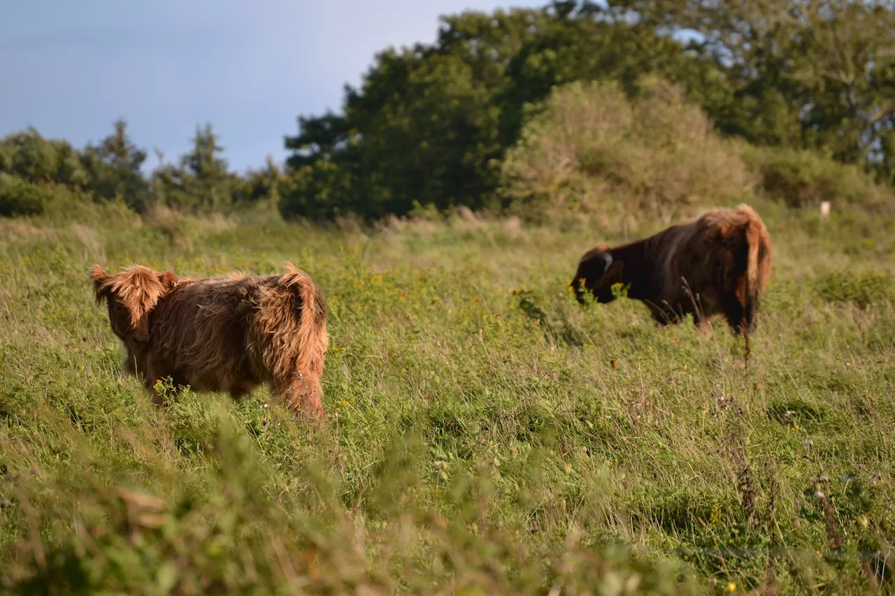 Low-intensity grazing is locally better for biodiversity but challenging for land users, study shows