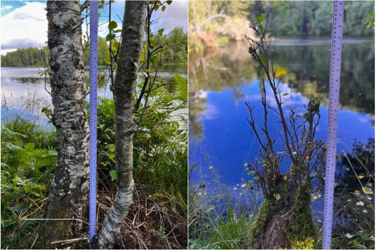 Study sheds new light on how Scotland's beavers interact with the environment